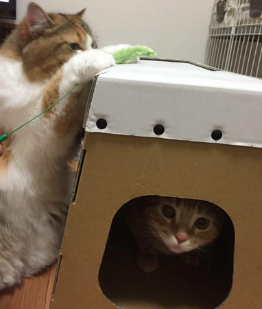 段ボール製猫ハウス とびばこ型 爪とぎ2枚付き 日本製, Cardboard Cat Playhouse Vaulting box-type with scratching board (2 pcs) Made in Japan