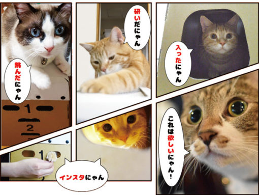 段ボール製猫ハウス とびばこ型 爪とぎ2枚付き 日本製, Cardboard Cat Playhouse Vaulting box-type with scratching board (2 pcs) Made in Japan