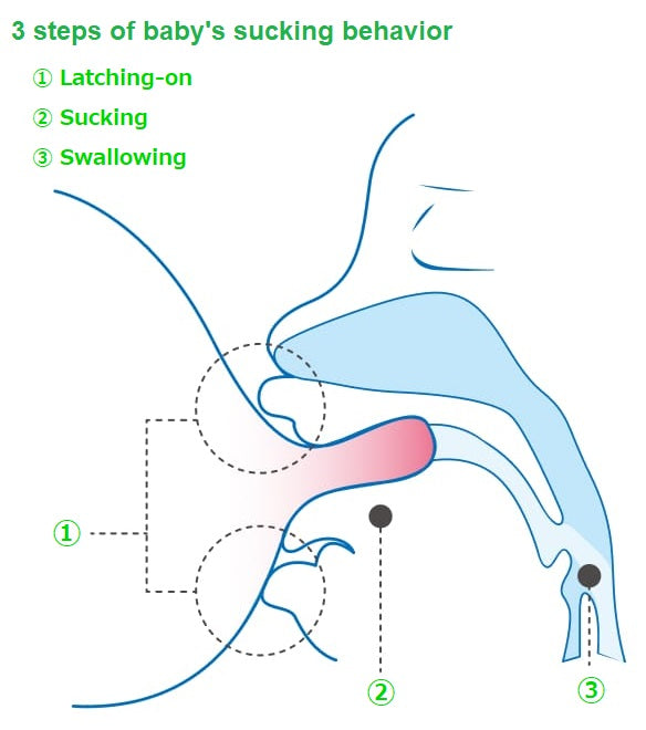 ピジョン SofTouch 哺乳びん用乳首 LLサイズ 2個入り 9か月頃～ Pigeon SofTouch Nipple LL size (2 pcs) for 9m+